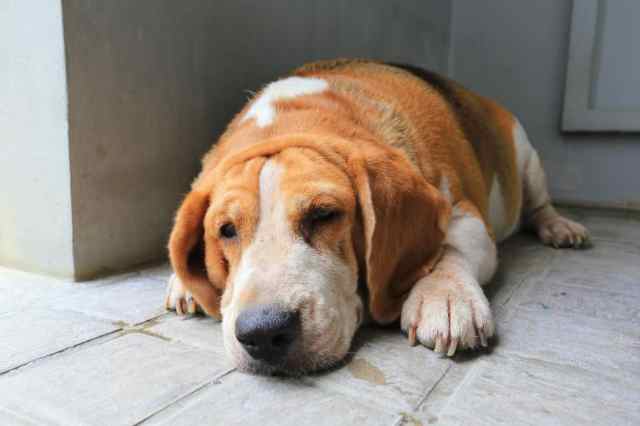 perro sobrepeso